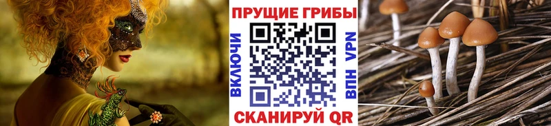 Купить где  Петрозаводск  Галлюциногенные грибы Psilocybine cubensis 